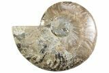 Cut & Polished Ammonite Fossil (Half) - Madagascar #364914-1